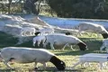 Property photo of 3473 Bindoon-Moora Road Mogumber WA 6506