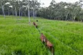 Property photo of 83 Whiteley Road Coorooman QLD 4702