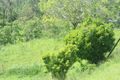 Property photo of 243 Sugarloaf Road Mount Martin QLD 4754