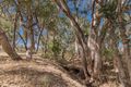 Property photo of 294 Springs Road Sedgwick VIC 3551