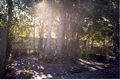 Property photo of 25 Nabarlek Drive Worongary QLD 4213