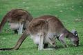 Property photo of LOT 103 Rondo Way Yanchep WA 6035