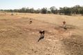 Property photo of 3047 Coolamon Road Coolamon NSW 2701