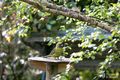 Property photo of 8 Range Road Western Junction TAS 7212