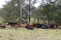 Property photo of 9985 Princes Highway Cobargo NSW 2550