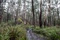Property photo of 170 Caspers Access Forrest VIC 3236
