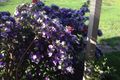Property photo of 24 Chesterfield Road South Penrith NSW 2750
