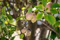 Property photo of 4B Hurley Way Bull Creek WA 6149