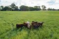 Property photo of 12L Dulcidene Road Terramungamine NSW 2830