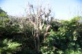 Property photo of 30 Kanimbla Crescent Bilgola Plateau NSW 2107