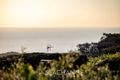 Property photo of 4 Jamieson Court Cape Schanck VIC 3939