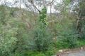 Property photo of 12 Ti Tree Crescent Berowra NSW 2081
