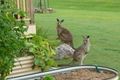 Property photo of 639 Currumbin Creek Road Currumbin Valley QLD 4223