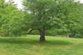 Property photo of 40-42 McGowans Road Donvale VIC 3111