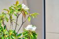 Property photo of 3/25 Furness Court Kearneys Spring QLD 4350