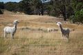 Property photo of 320 Tudors Road Ross Creek VIC 3351