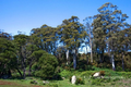 Property photo of 117 Notley Hills Road Notley Hills TAS 7275