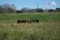 Property photo of 97 Kays Road Redhill Farms QLD 4671
