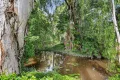 Property photo of 4 Howitson Drive Balgal Beach QLD 4816