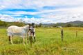 Property photo of 2247 Halls Creek Road Watsons Creek NSW 2355