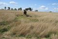 Property photo of 1666 Oxley Highway Wallamore NSW 2340