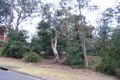 Property photo of 1D Tallowwood Avenue Lugarno NSW 2210