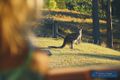 Property photo of 22 Limousin Drive Lochiel NSW 2549