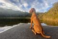 Property photo of 5 Echidna Grove Glenorie NSW 2157