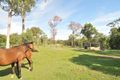 Property photo of 2303 Beaudesert-Beenleigh Road Tamborine QLD 4270