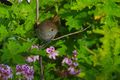 Property photo of 456 Cygnet Coast Road Petcheys Bay TAS 7109