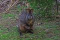 Property photo of 456 Cygnet Coast Road Petcheys Bay TAS 7109