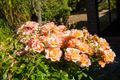 Property photo of 50 Peoples Avenue Gooseberry Hill WA 6076