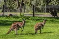 Property photo of 26 Hebrides Close Quindalup WA 6281