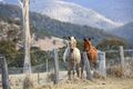 Property photo of 468 New Buildings Road Wyndham NSW 2550