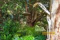 Property photo of 13 Tourmaline Avenue Pearl Beach NSW 2256