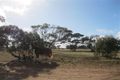 Property photo of 115 Gawler Ranges Road Wirrulla SA 5661