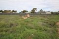 Property photo of 23 Prosser Road Stirling North SA 5710