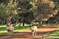 Property photo of 6910 Lilydale Road Gidgegannup WA 6083