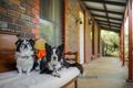 Property photo of 3 Allen Avenue Mount Barker SA 5251