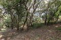 Property photo of 44 Karboora Drive Point Lookout QLD 4183