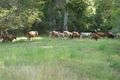 Property photo of 297 Cullinane Road Mothar Mountain QLD 4570