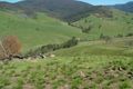 Property photo of 800 Moppy Creek Road Barrington Tops NSW 2422
