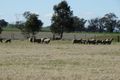 Property photo of 133 Jennings Road Culcairn NSW 2660