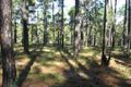 Property photo of 5 Arbortwenty-Six Road Glenwood QLD 4570