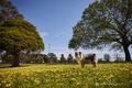 Property photo of 35 St Georges Crescent Ashburton VIC 3147
