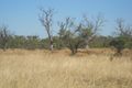 Property photo of 60 Muster Drive Napperby SA 5540