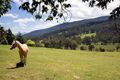 Property photo of 1150 Little Yarra Road Three Bridges VIC 3797