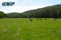 Property photo of 539 Cedar Creek Road Gheerulla QLD 4574