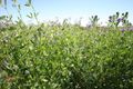 Property photo of 612 Springfield Lane Gulgong NSW 2852