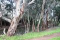 Property photo of 10 Centurion Track Tocumwal NSW 2714